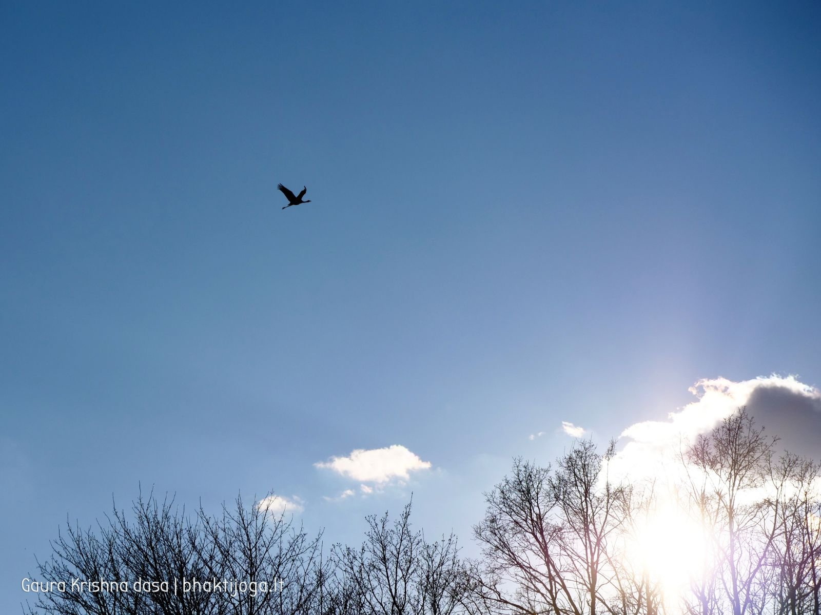 12 pavasari ismintinga gamta stiebiasi maksimaliai i virsu sakalu  kaimas 2020 04 19